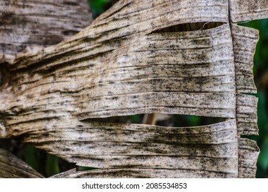 Banana Plant Leaf Texture That Has Dried.