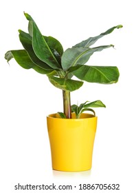 Banana Plant In Yellow Flower Pot Isolated On White Background