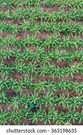 Banana Plantation, Cairns, Australia