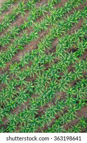 Banana Plantation, Cairns, Australia