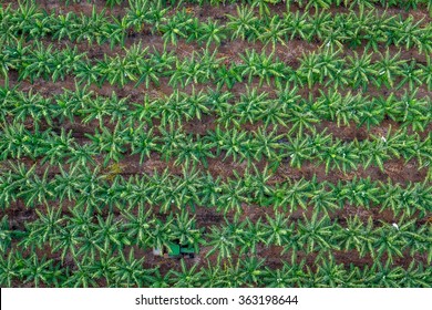 Banana Plantation, Cairns, Australia