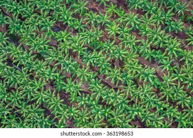 Banana Plantation, Cairns, Australia