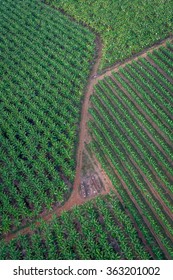 Banana Plantation, Cairns, Australia