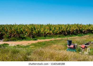 Banana Plantation - Carnarvon - Australia