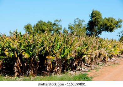 Banana Plantation - Carnarvon - Australia