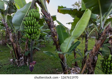 Banana Plantation In Costa Rica
