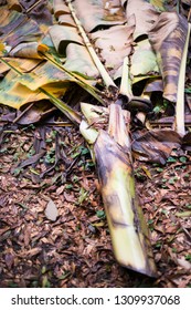 Banana Plantation Costa Rica