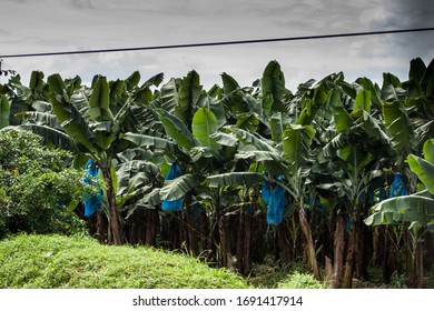 Banana Plantation In Costa Rica