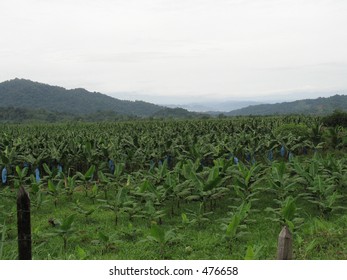 Banana Plantation In Costa Rica