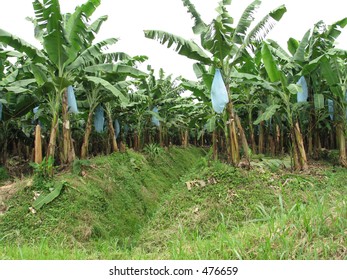 Banana Plantation In Costa Rica