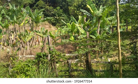 バナナの木 の画像 写真素材 ベクター画像 Shutterstock