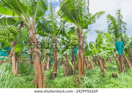 Banana plantation in Martinique, French Antilles.	