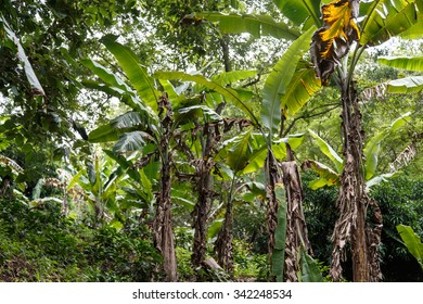 Banana Plantation From The North Of Nicaragua