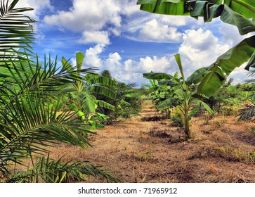 Banana Plantation, Thailand