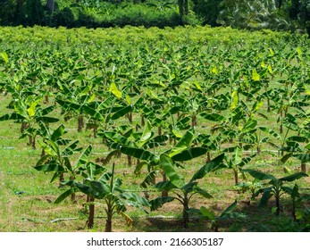 Banana Plantation In Thailand. Banana Field.