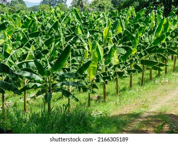 Banana Plantation In Thailand. Banana Field.