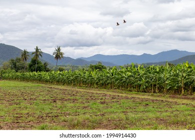 Banana Plantation In Thailand Banana Tree Growing Fresh Sky In Summer