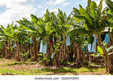 Bananeraies les arbres ont des sacs pour protéger les fruits des dommages causés par les insectes et d'autres animaux, par le frottement contre les feuilles ou par l'application de produits chimiques 
