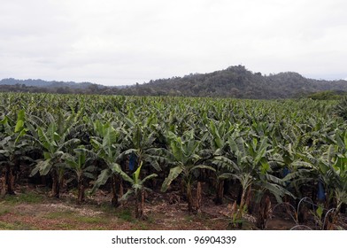 Banana Plantation,Costa Rica