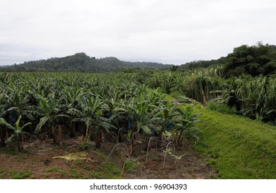 Banana Plantation,Costa Rica