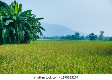 Banana And Rice Farm Field