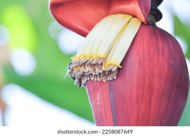 banana seed or banana plant, banana tree or Banana blossom - Shutterstock ID 2258087649