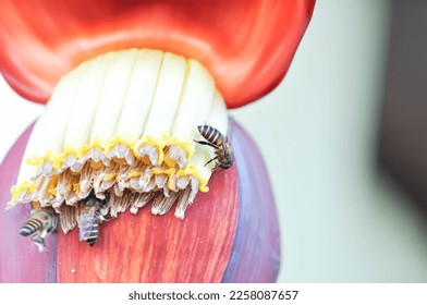 banana seed or banana plant, banana tree or Banana blossom in the garden - Shutterstock ID 2258087657