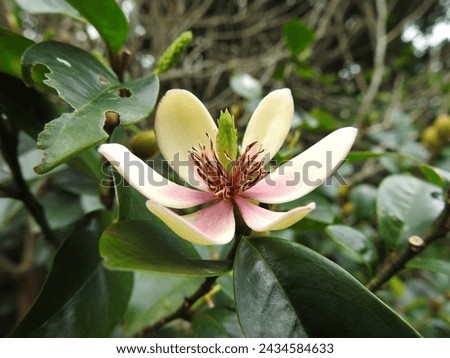 Banana shrub (Michelia fuscata) spreads the banana-like scent in the garden.