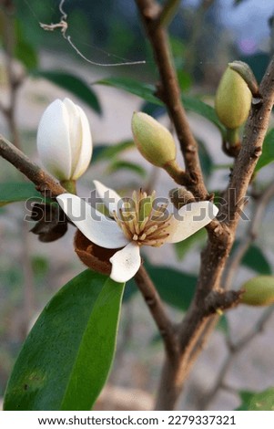 Banana Shrub, Port Wine Magnolia, Dwarf Chempaka of the family Magnoliaceae in Chiang Mai, Thailand.