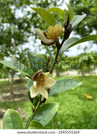 Banana Shrub, Port Wine Magnolia, Dwarf Chempaka
