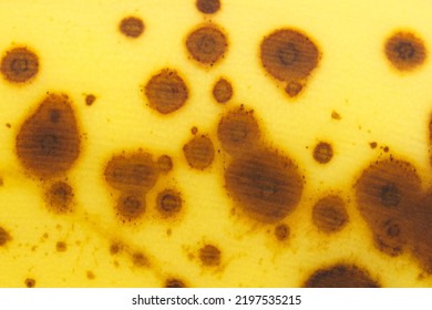 Banana Skin Close Up Texture Photo