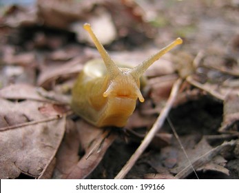 Banana Slug