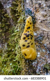 Banana Slug