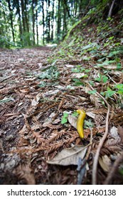 Banana Slug Along California Forest Hiking Trail