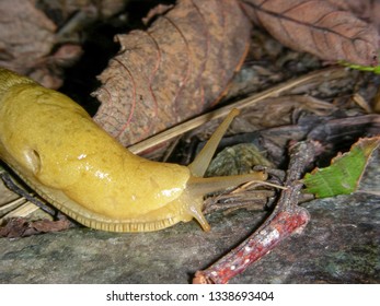 19 Ariolimax californicus Images, Stock Photos & Vectors | Shutterstock