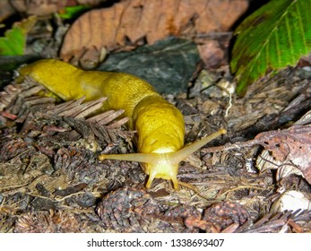 19 Ariolimax californicus Images, Stock Photos & Vectors | Shutterstock