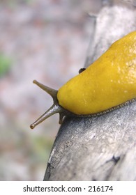 Banana Slug (Ariolimax Columbianus)