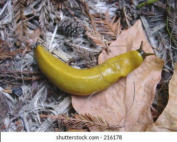 Banana Slug (Ariolimax Columbianus)