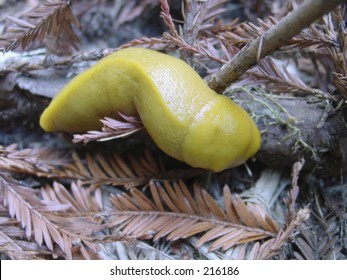 Banana Slug (Ariolimax Columbianus)