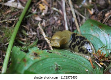 Banana Slug (Ariolimax Columbianus) In British Columbia (Canada)