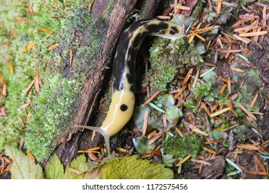 Banana Slug (Ariolimax Columbianus) In British Columbia (Canada)