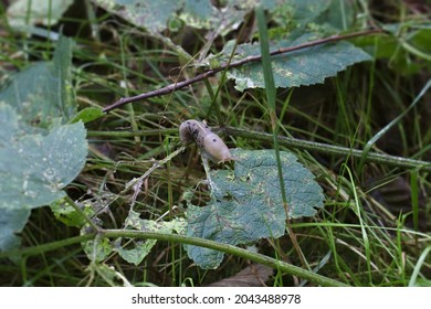 Banana Slug (ariolimax Columbianus) Crawling Onto A Leaf