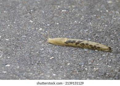 Banana Slug (ariolimax Columbianus) Crawling On The Ground