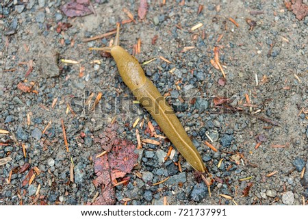 Banana slug (Ariolimax columbianus) near Ucluelet, British Columbia, Canada