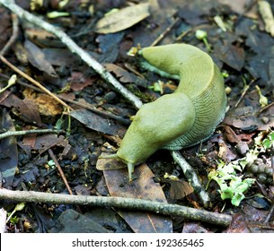 Banana Slug (Ariolimax Columbianus) On Forest Floor