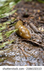 Banana Slug On Trail Floor