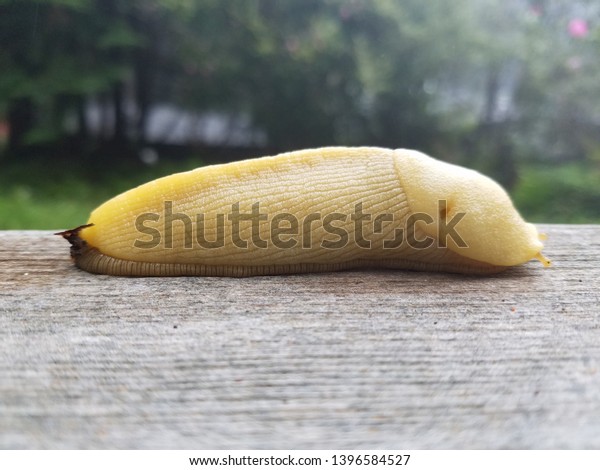 banana slug on a wood railing\
