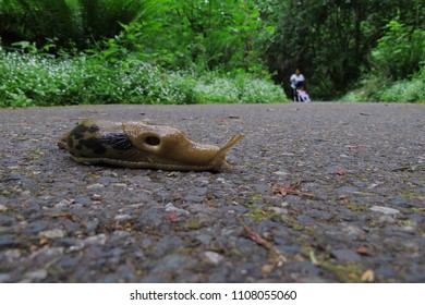 Banana Slug With Open Pneumostome (breathing Pore)