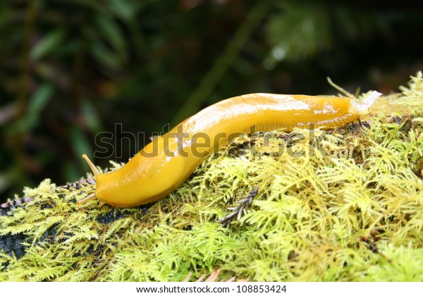 banana slug,
Redwood National Park, California,
USA