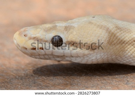 Banana Spider Ball python upclose headshot